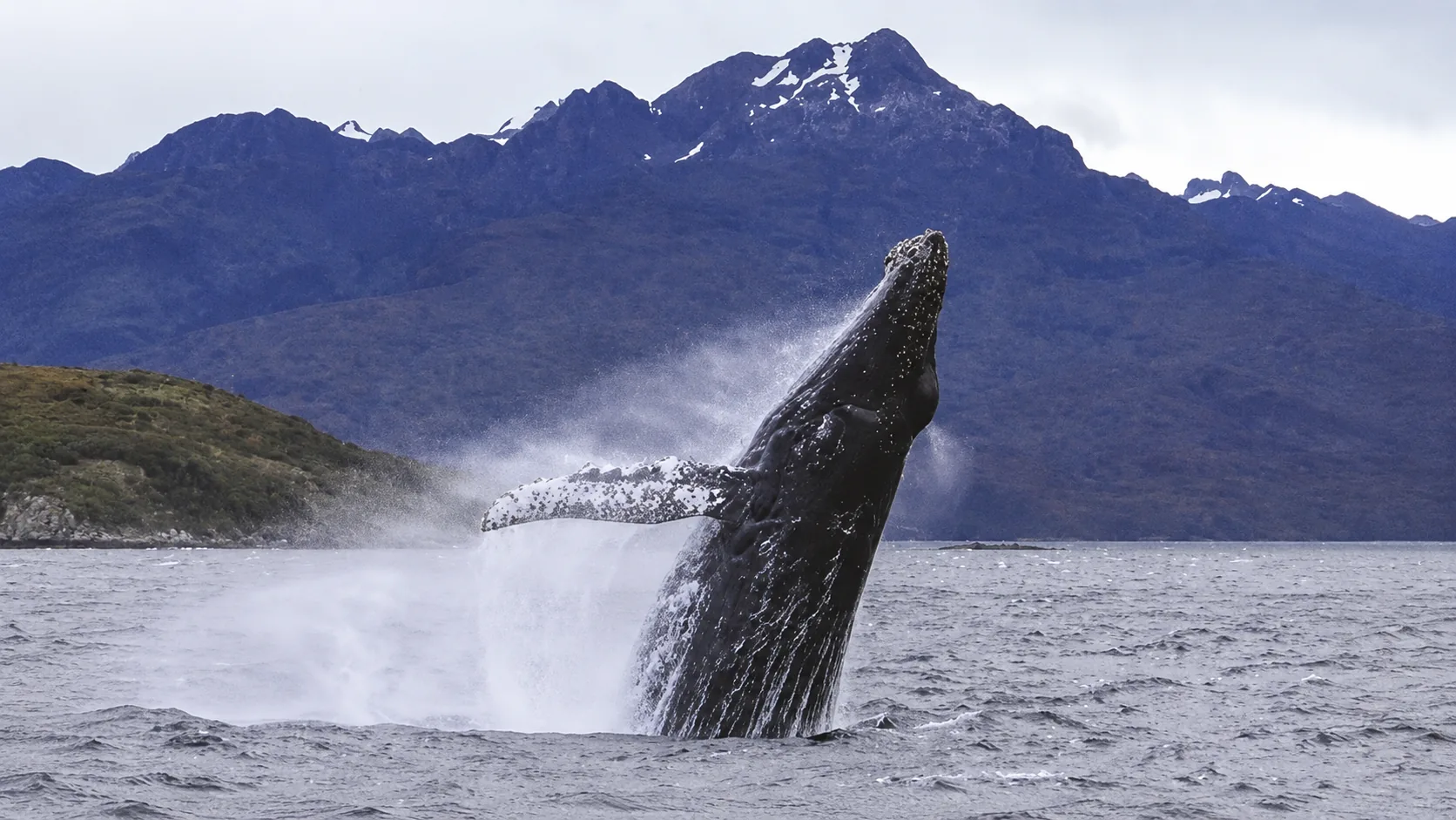 Ballenas en Magallanes