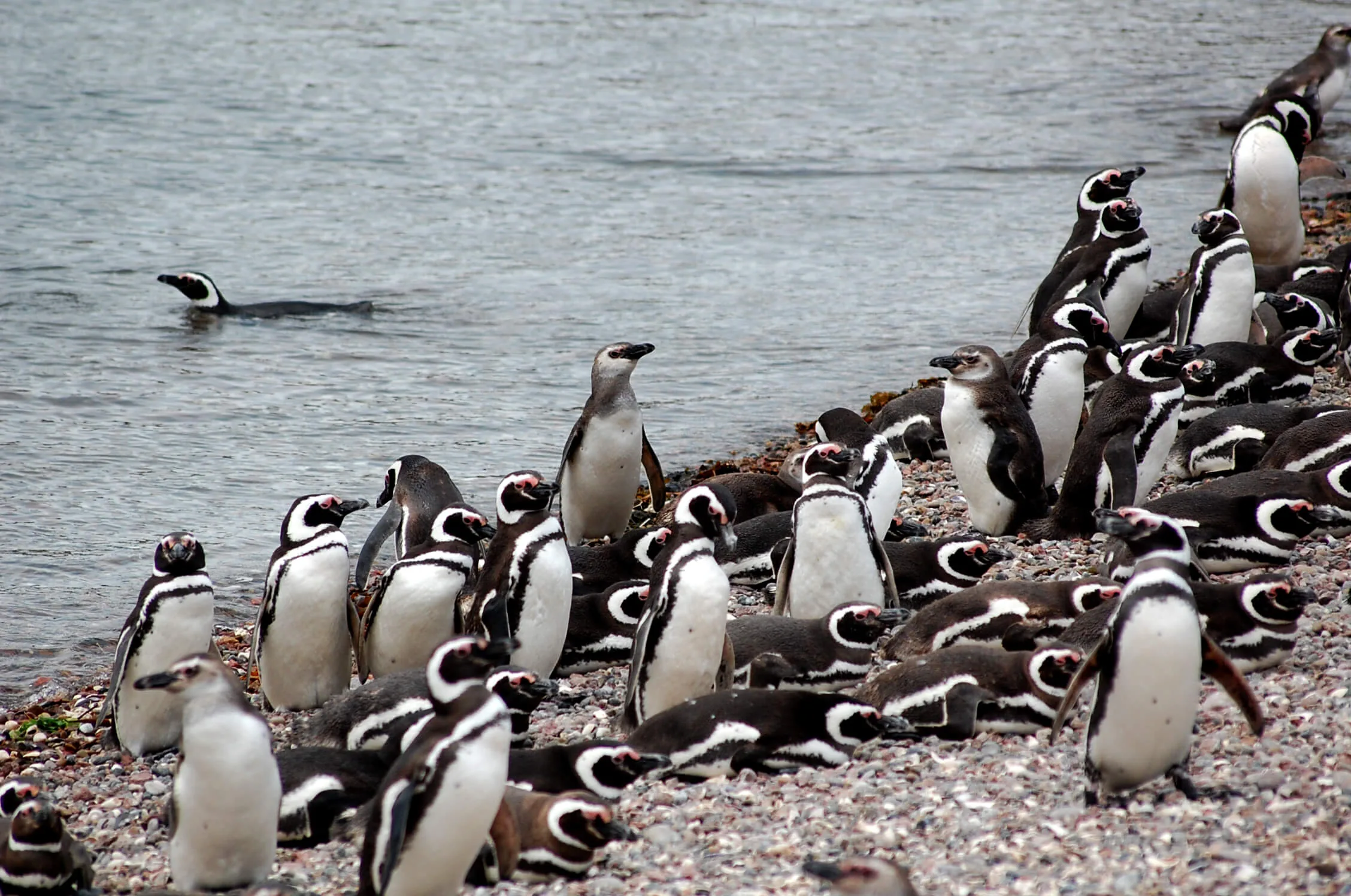 Pingüinos en la Patagonia chilena